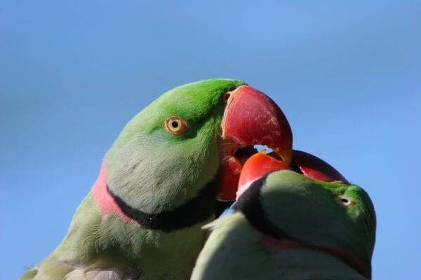 Wild Alexandrine Parakeets interact