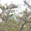 A small flock of wild Andean Parakeets perch in a tree