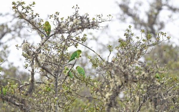A small flock of wild Andean Parakeets perch in a tree