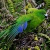 Wild Antipodes Green Parakeet having a stretch