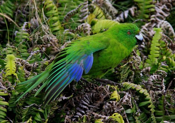 Wild Antipodes Green Parakeet having a stretch
