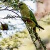 A wild Austral Conure perches in a tree