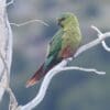 A wild Austral Conure perches on a branch