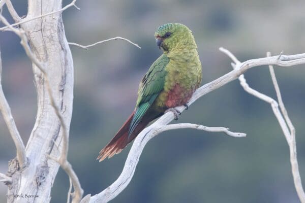A wild Austral Conure perches on a branch