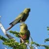 Wild Austral Conures perch in a tree