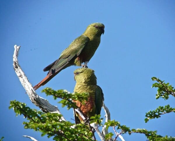 Wild Austral Conures perch in a tree