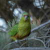 A wild Austral Conure perches on a twig