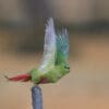 A wild Austral Conure in flight