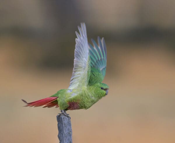 A wild Austral Conure in flight