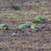 Wild Austral Conures forage on the ground