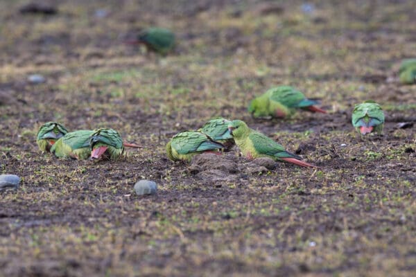 Wild Austral Conures forage on the ground