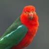 © Larry Hubble CC BY-NC-ND 2.0 via Flickr Closeup of Australian King Parrot