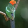 A wild Australian King Parrot perches on a branch