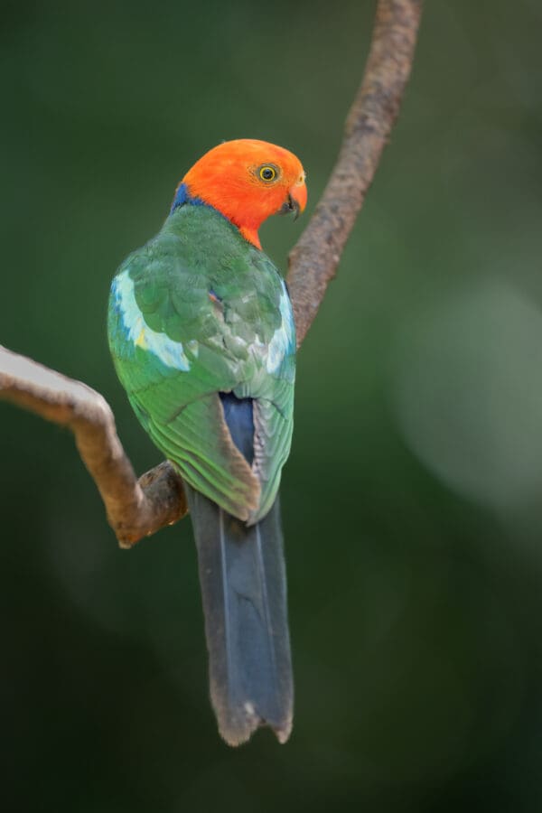 A wild Australian King Parrot perches on a branch