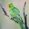 A wild female Australian King Parrot perches on a branch