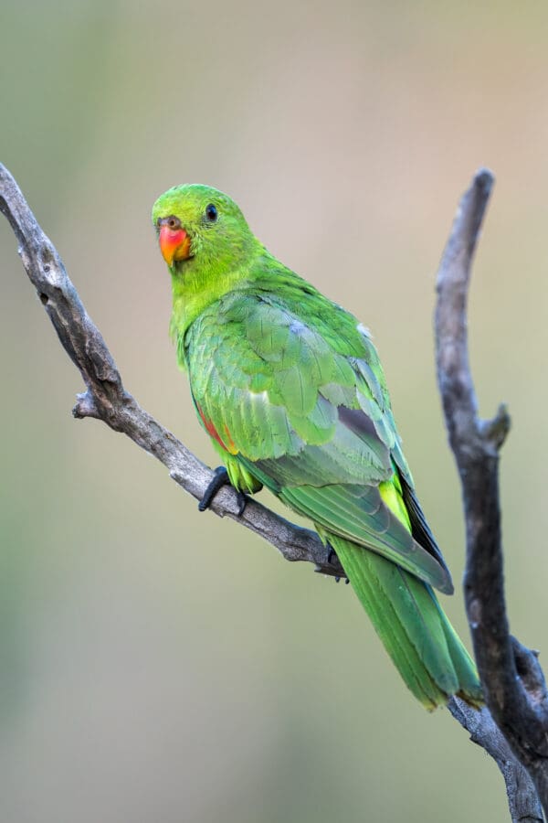 A wild female Australian King Parrot perches on a branch