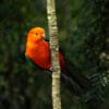 A wild male Australian King Parrot clings to a branch