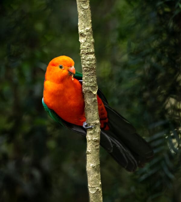 A wild male Australian King Parrot clings to a branch