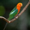 A wild Australian King Parrot perches on a branch