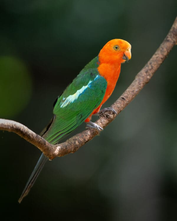 A wild Australian King Parrot perches on a branch