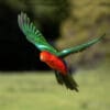A wild Australian King Parrot in flight