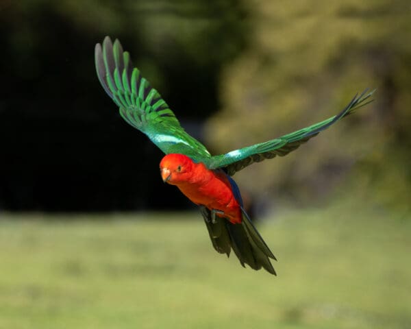 A wild Australian King Parrot in flight
