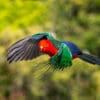 A wild male Australian King Parrot in flight