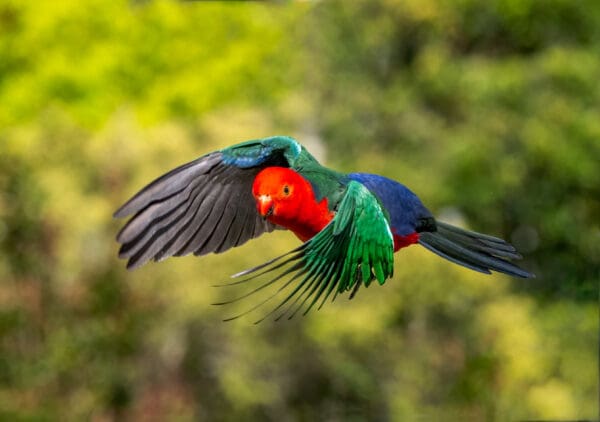 A wild male Australian King Parrot in flight