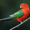 A wild male Australian King Parrot perches on a branch