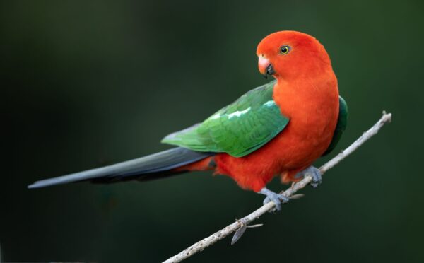 A wild male Australian King Parrot perches on a branch