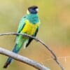 A wild Australian Ringneck (Port Lincoln) perches on a branch