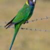 A wild Australian Ringneck perches on barbed wire
