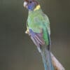 A wild Australian Ringneck perches on a branch