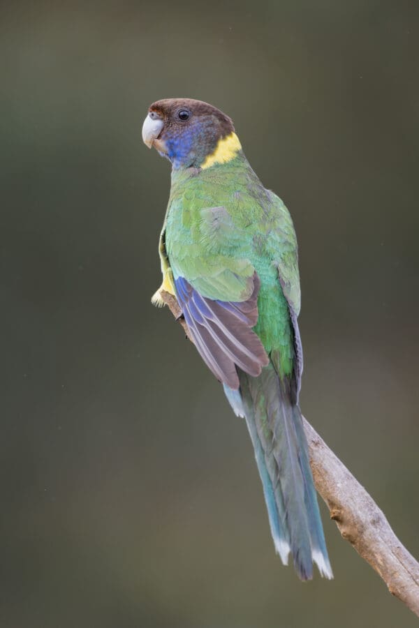 A wild Australian Ringneck perches on a branch