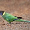 © Corey Raffel A wild Australian Ringneck forages on the ground