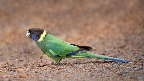 A wild Australian Ringneck forages on the ground
