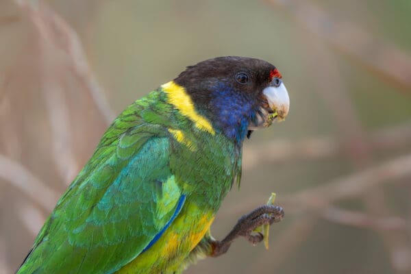 A closeup of a wild Australian Ringneck