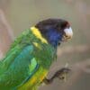 A closeup of a wild Australian Ringneck