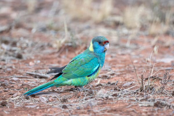 A wild Australian Ringneck forages on the ground