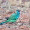 A wild Australian Ringneck forages on the ground