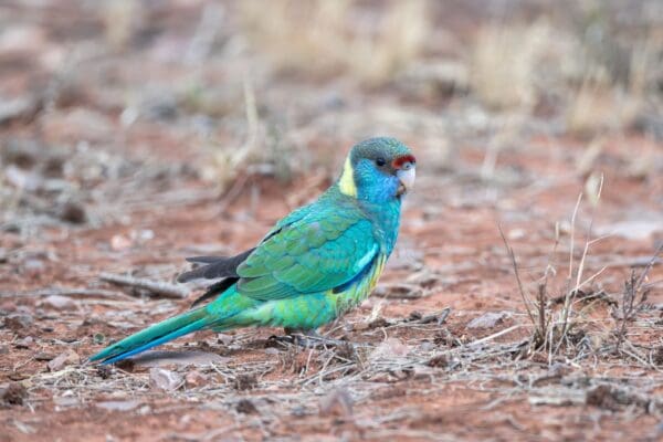 A wild Australian Ringneck forages on the ground