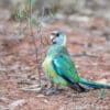 © Corey Raffel A wild Australian Ringneck forages on the ground