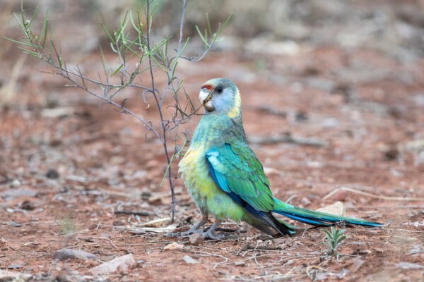 A wild Australian Ringneck forages on the ground