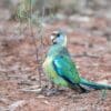 A wild Australian Ringneck forages on the ground