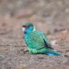 © Corey Raffel A wild Australian Ringneck forages on the ground