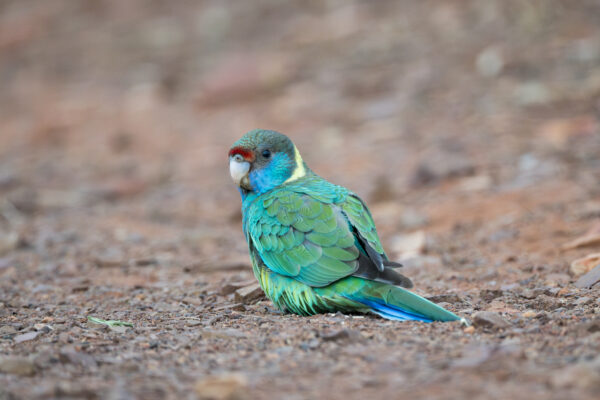 A wild Australian Ringneck forages on the ground