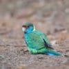 A wild Australian Ringneck forages on the ground
