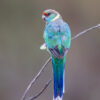 © Corey Raffel A wild Australian Ringneck perches on a twig