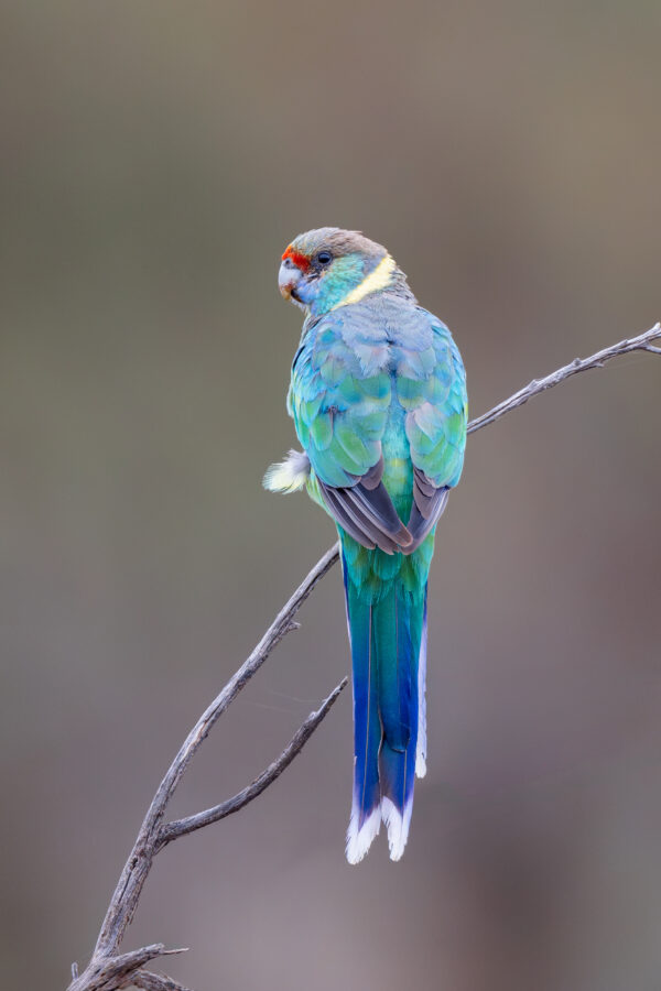 A wild Australian Ringneck perches on a twig