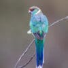 A wild Australian Ringneck perches on a twig